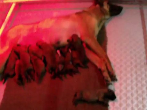 Les 13 chiots malinois de Gessy x Espoir à la tétée (5 jours)