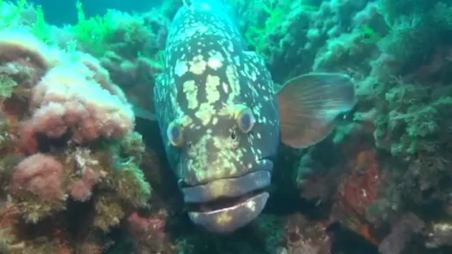 Bormes plongée Epaves 2013