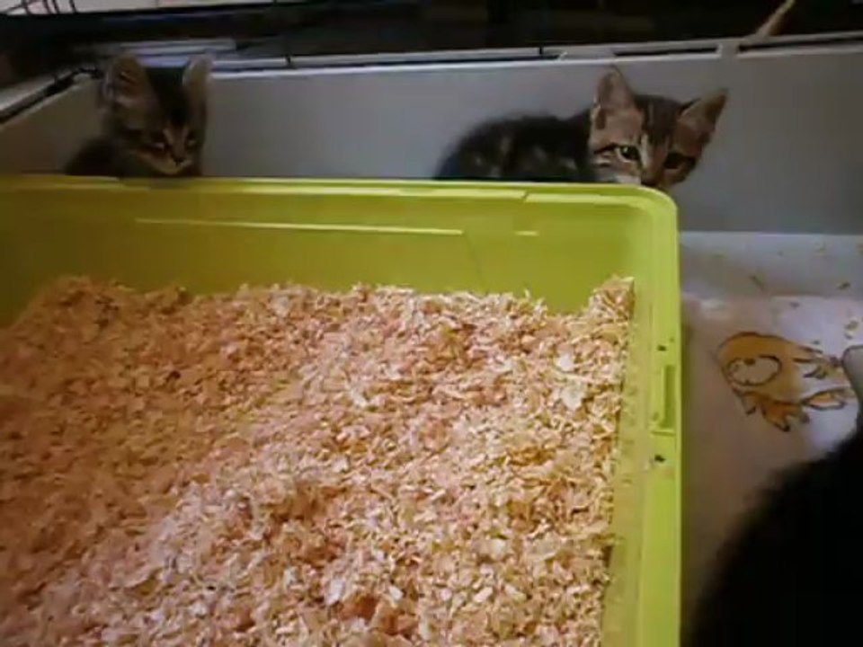 Chatons de juin 2013 n° 2
