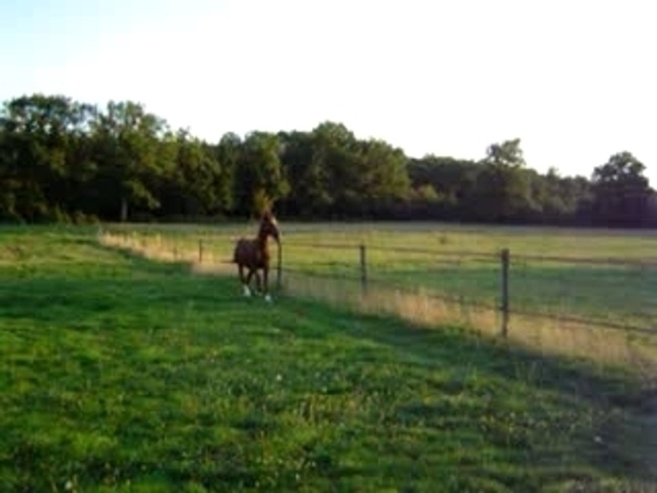 cheval Etalon Arabe Barbe