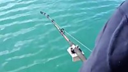 Killer Whale Steals Fish