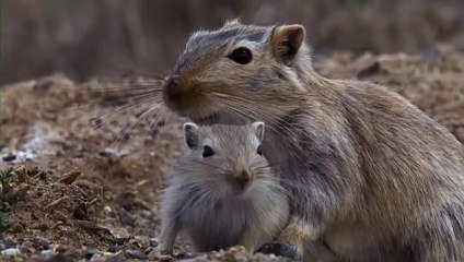 Vahşi Asya: Bozkırın Kalbi