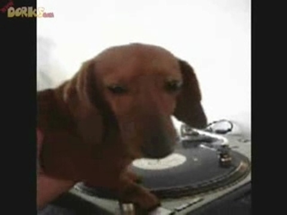 chien dj