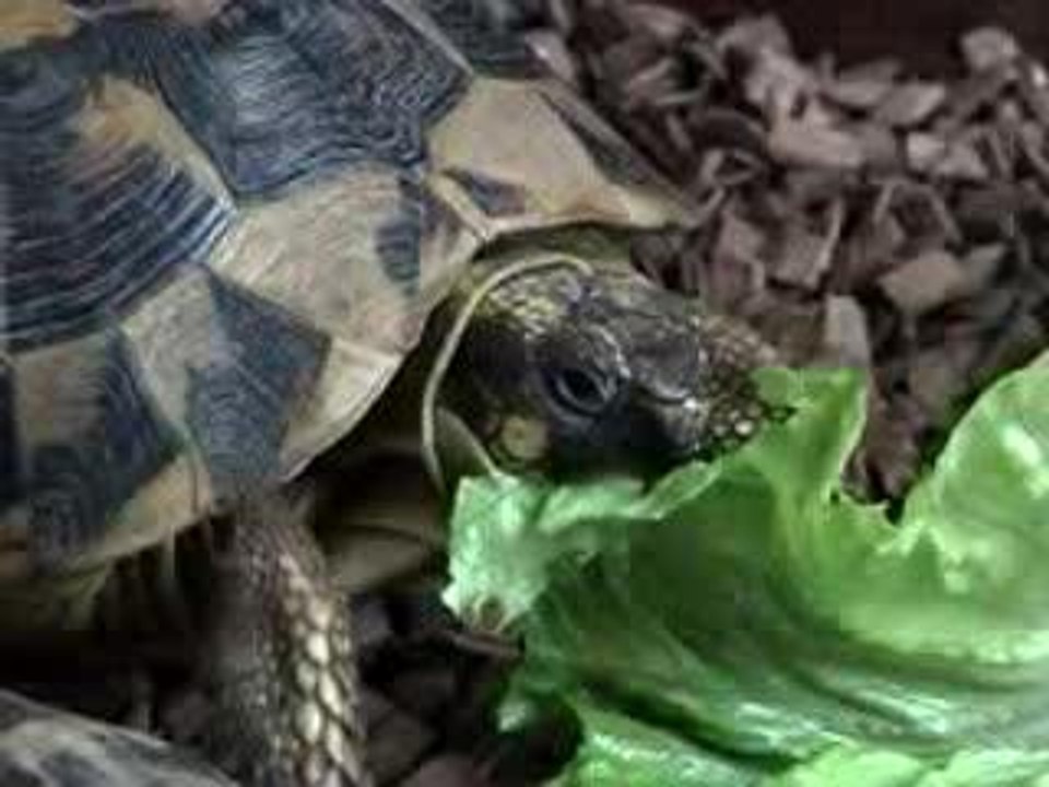 Tortues2