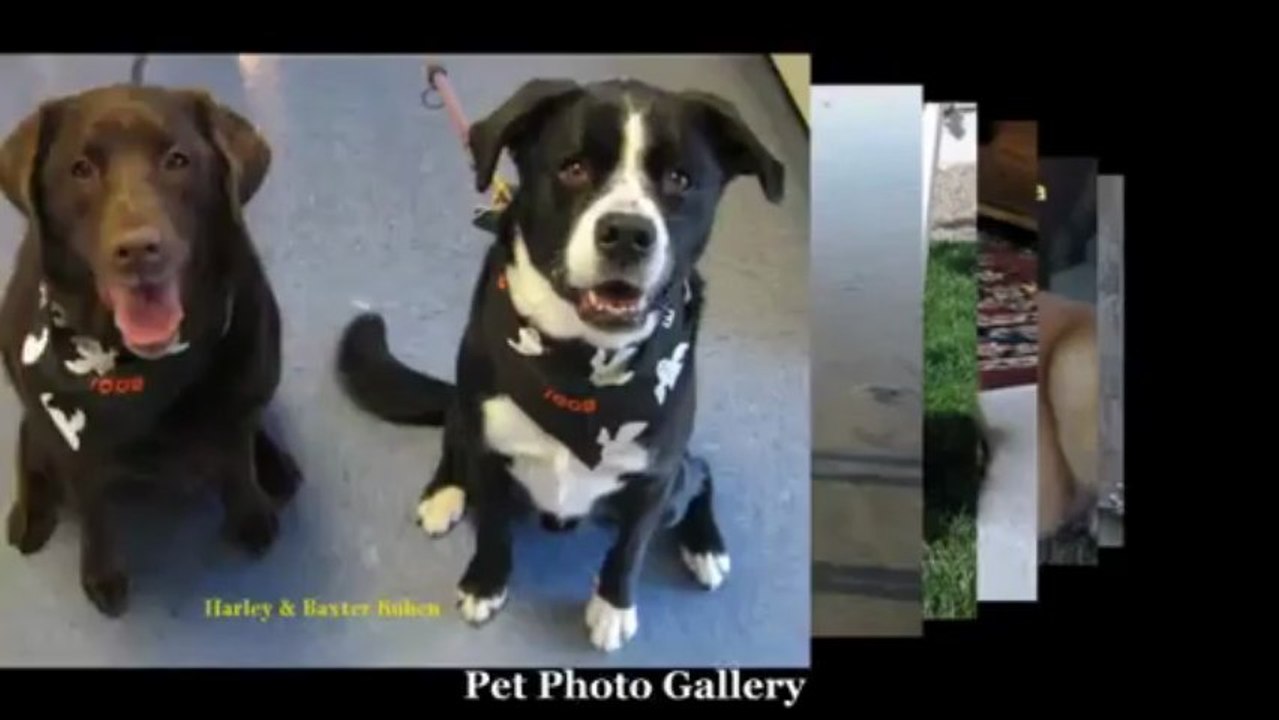 Del Mar Veterinary Care For Your Pet