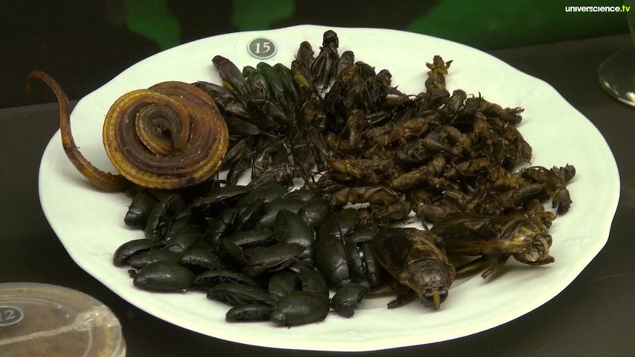 Les insectes passent à table