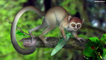 Le plus vieux primate du monde