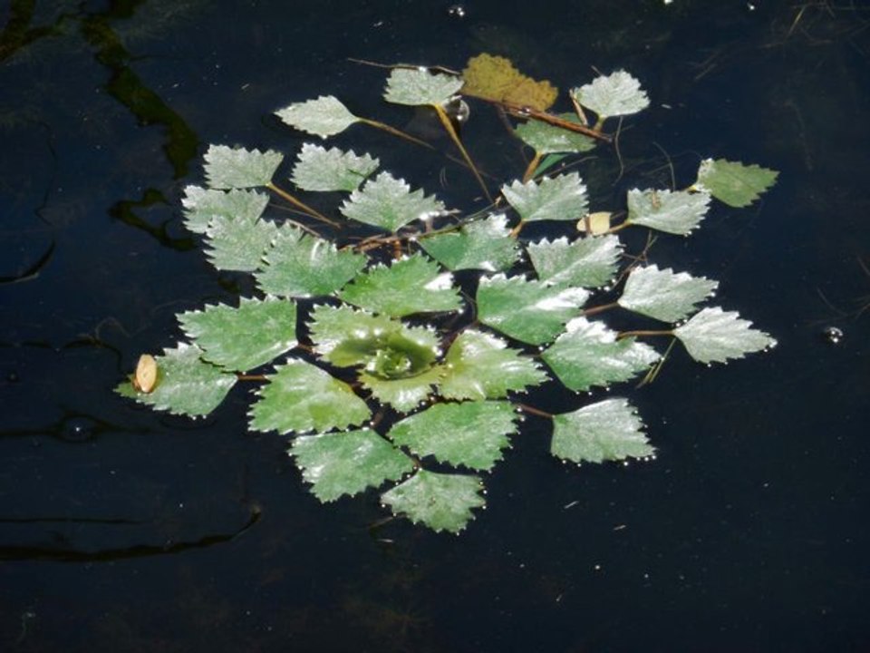 team Choudey DELTA RALLY 2013