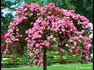 "L'Univers est un Temple où siège l'Eternel!"