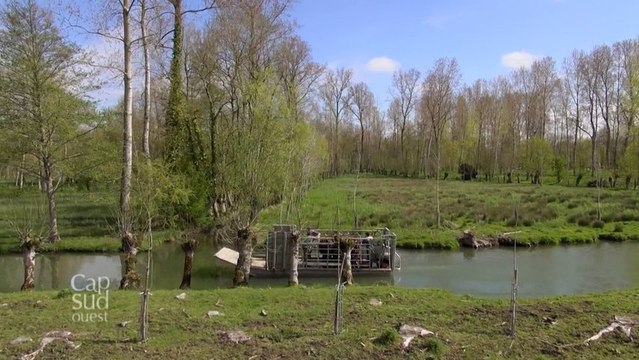 Cap Sud-Ouest : Le Marais Poitevin - une terre inventée