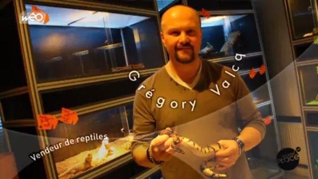 Serpents et Reptiles