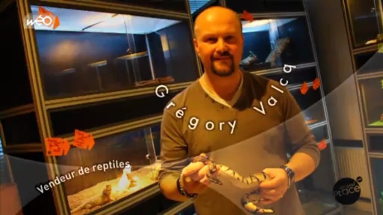 Serpents et Reptiles