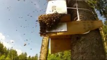 Essaimage d'abeilles dans une ruchette piège perchée