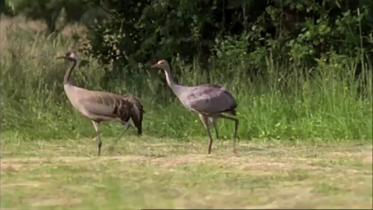 Born to fly