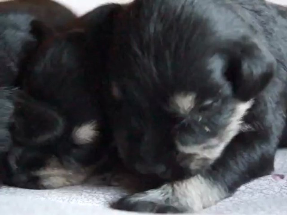 bébés Schnauzers nains noirs et argents