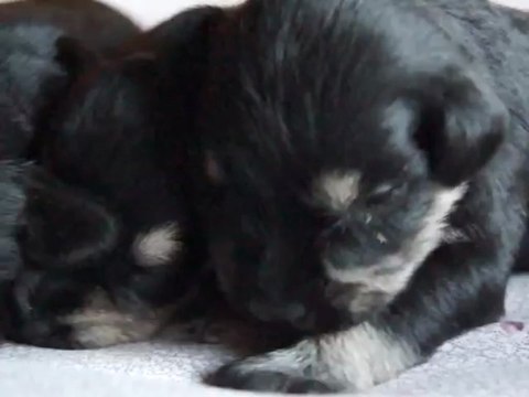 bébés Schnauzers nains noirs et argents