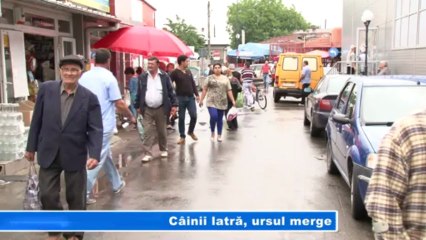 CAINII LATRA URSUL MERGE