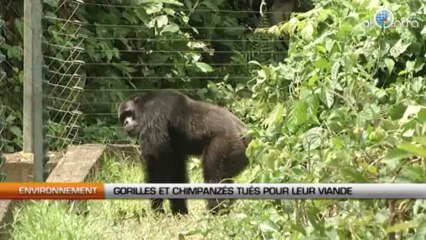 Gorilles et chimpanzés tués pour leur viande