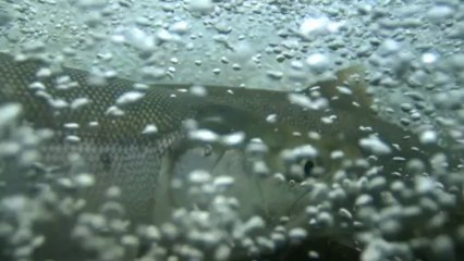 Les saumons-surprise