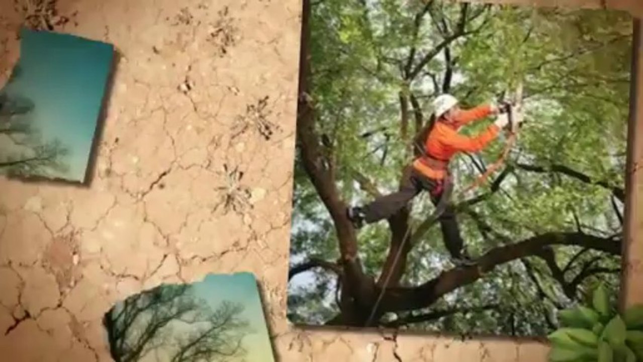 Foster Tree Service (620) 728-9173