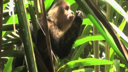 Selva, la forêt sous les tropiques