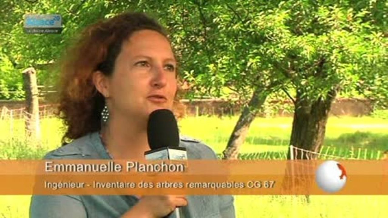 Les plus beaux arbres alsaciens recensés