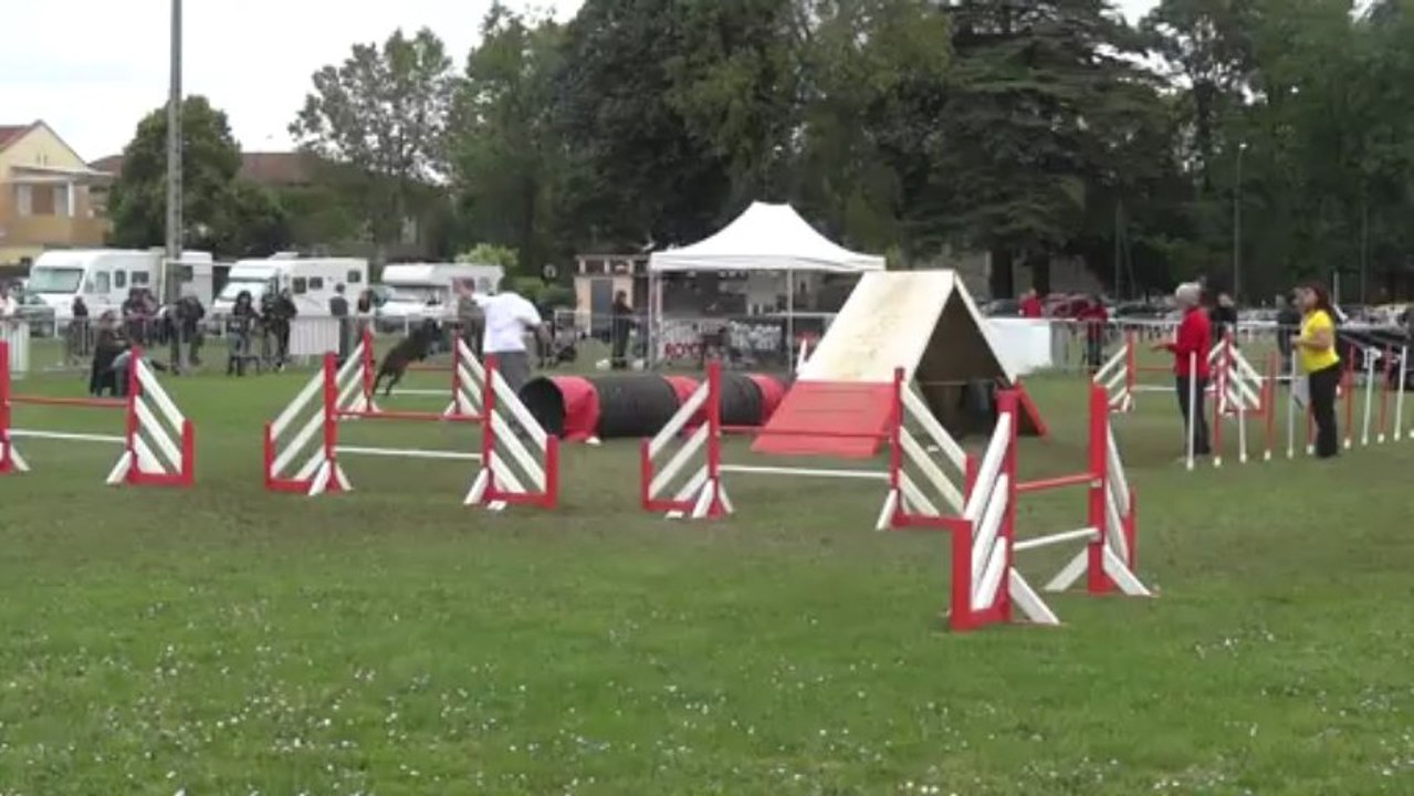 concours AGILTY I P A C 81