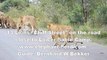 A Pirde of 13 Lions walking wright next to us on the road  while on safari in Kruger National Park seen at Lubyelubye river bridge