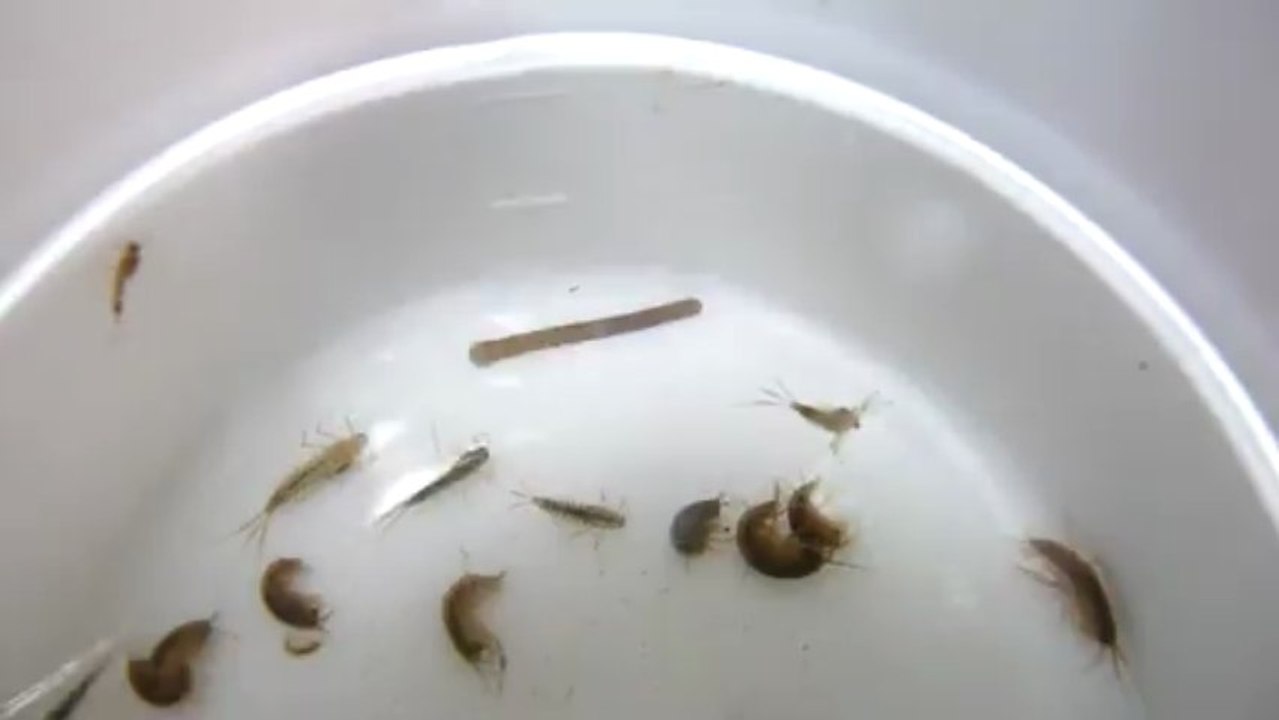 une sangsue qui se déplace parmi d'autres animaux