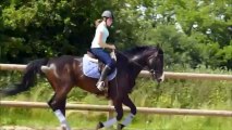 Cuba Libre - travail sur le plat - galop - 14/06/13