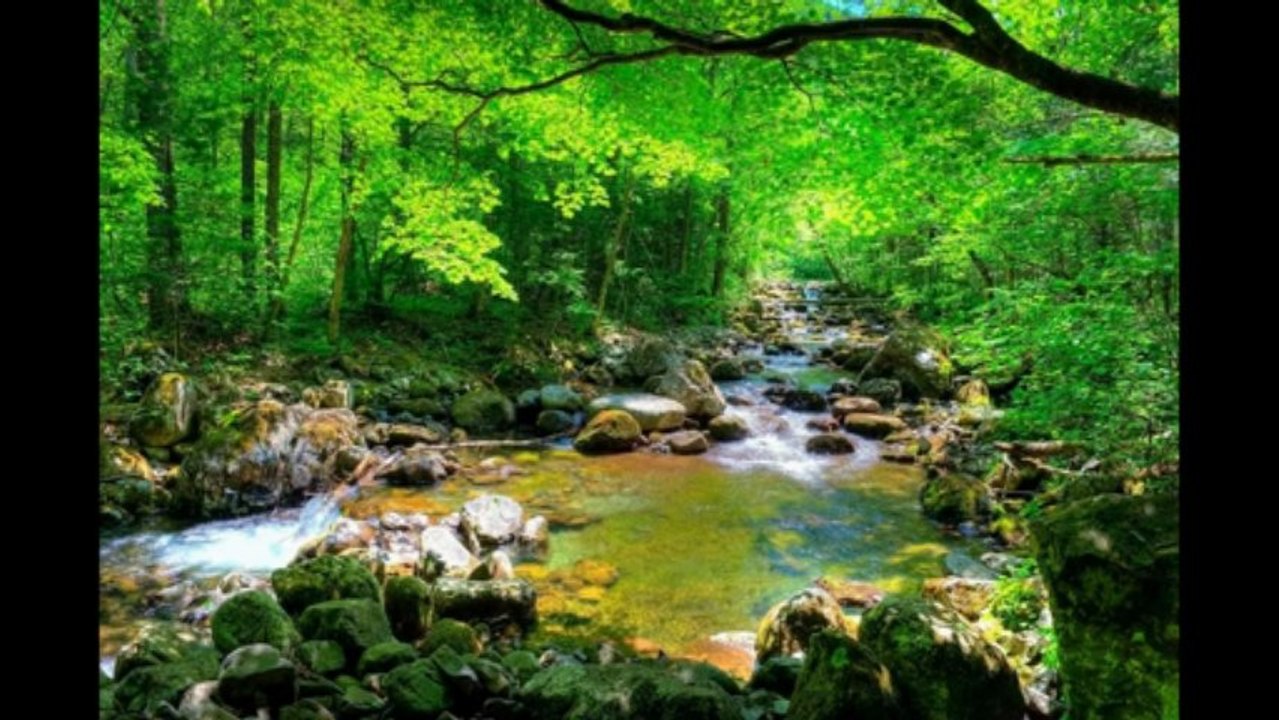 Som da Floresta e Pássaros: 'Música' Para Relaxamento e Acalmar