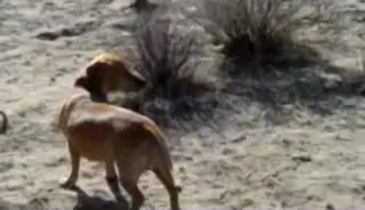 (199) Savannah blowing in the wind