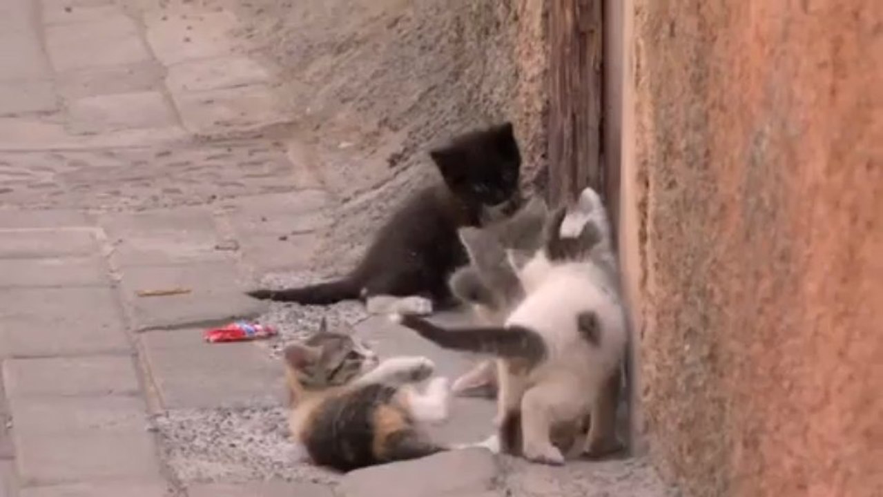 Marrakech Medina Kittens