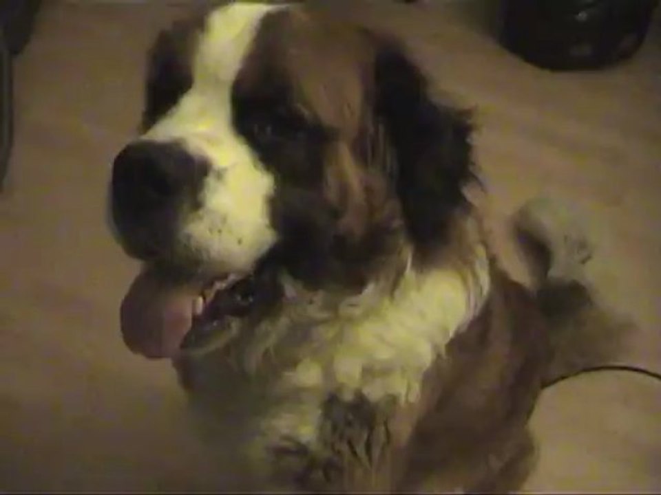 fleche un st bernard qui ecoute