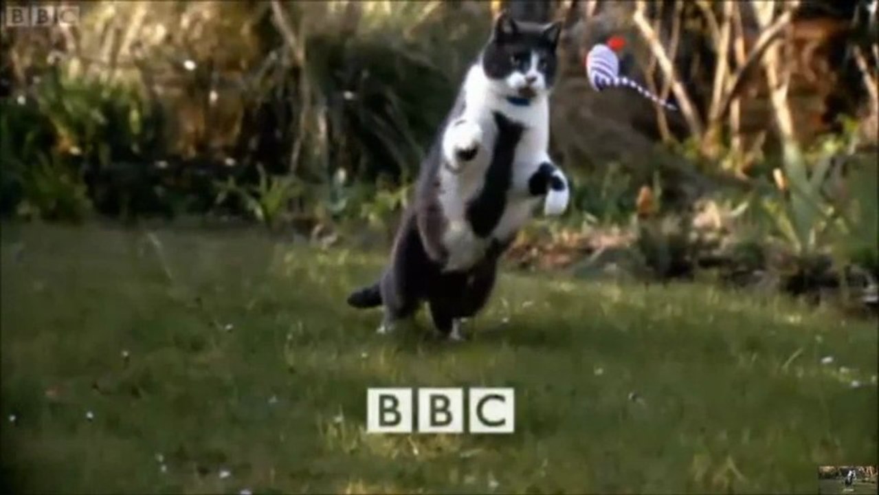 Little Cat Diaries [2/2]