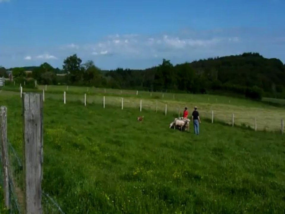 Bobo et les moutons