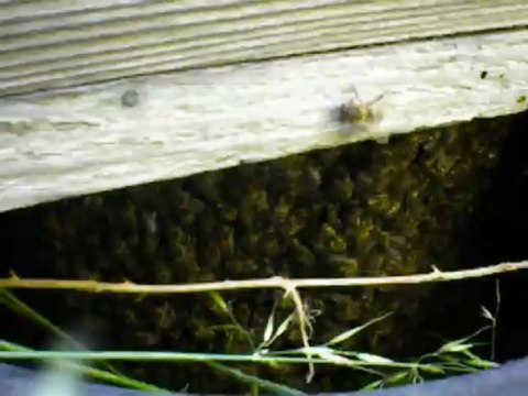 essaims sous une ruchette