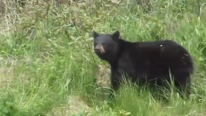 Nounours de Gaspesie