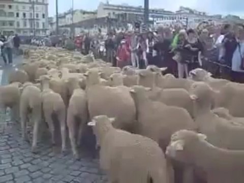 Marseille : TransHumance à Marseille - Vieux-Port