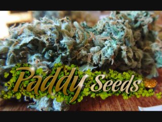 graines de cannabis Cheese