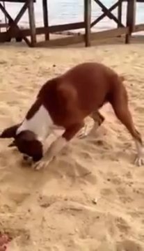 DOG EATS LEMON. un chien mange du citron et devient fou CRAZY