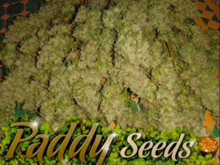 Graines de cannabis Critical + Dinafem