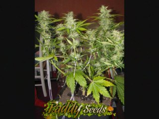 Fruit Automatic graines de cannabis