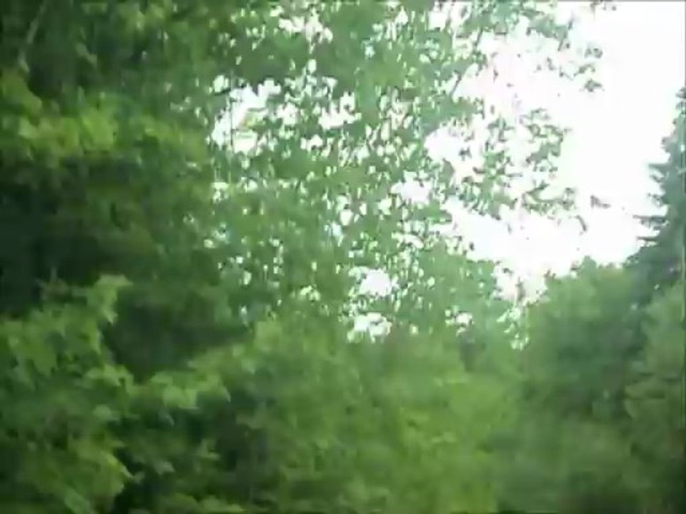 Premier orignal dans son élément naturel vu par...