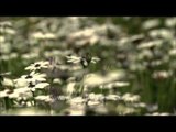 Beautiful Brachycome Flowers bloom at Mughal Gardens, Rashtrapati Bhavan