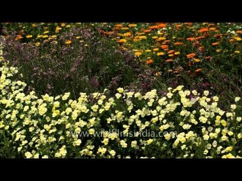 Mughal Gardens : The pride of Rashtrapati Bhavan