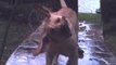 Wet dog shaking in slow motion - the science behind a wet dog shaking
