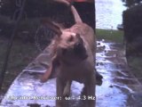 Wet dog shaking in slow motion - the science behind a wet dog shaking