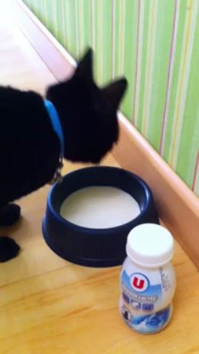 Chocolat boit du lait