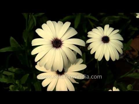 Brachycome Flowers at full blossom at Mughal Gardens, Delhi